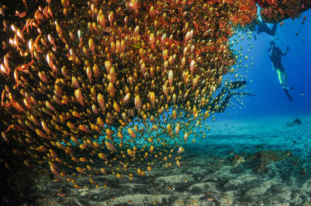 20 tempat menyelam terbaik di Bali dan Nusa Penida